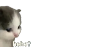 🙁 8afb375f hehe? 猫, ミーム, へへ, 可愛い, 子猫 whatsapp sticker