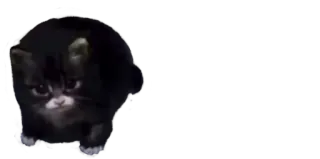 😐 9df2c139 猫, 子猫, 動物, ペット whatsapp sticker