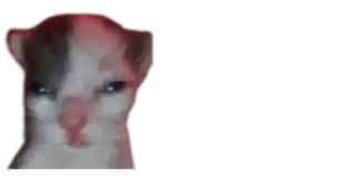 😕 a2800c88 猫, ミーム, 怒り, 面白い whatsapp sticker