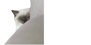 🤨 b83a9f18 猫, 睡眠, 動物, ペット, 家畜 whatsapp sticker