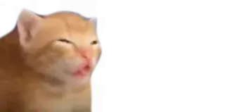 😖 b8c2d8b6 猫, 子猫, ミーム, 面白い, 動物 whatsapp sticker