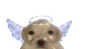 😇 d6de2093 犬, 天使, 光輪, 翼, キラキラ, かわいい whatsapp sticker