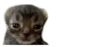 ☹️ e1c59db4 猫, 子猫, 悲しい, 動物, ペット whatsapp sticker