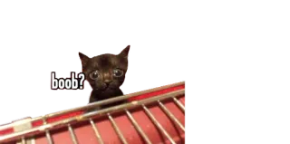 😳 e49e7256 boob? 子猫, 猫, ミーム, 可愛い whatsapp sticker