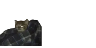 😠 e4d1c343 猫, ブランケット, 動物, ペット whatsapp sticker