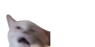 😫 e7c65f64 猫, ミーム, 動物, ペット whatsapp sticker