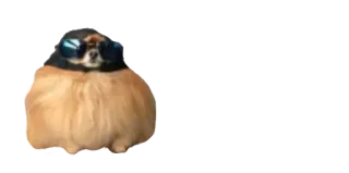 😎 ec153439 犬, サングラス, 動物, ミーム whatsapp sticker