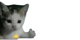 👍 eccd4037 猫, いいね, 子猫 whatsapp sticker