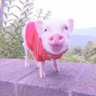 🐽 04e3abf0 cerdo, animal, lindo, rosa, granja whatsapp sticker