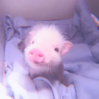 🐽 10f007c4 cerdo, animal, lindo, rosa, mascota, bebé whatsapp sticker