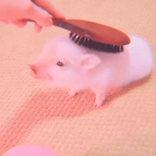 🐽 2a3edfea cerdo, animal, lindo, cepillando whatsapp sticker