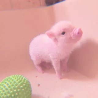 🐽 2d2807bd lechón, rosa, lindo, animal, bebé whatsapp sticker