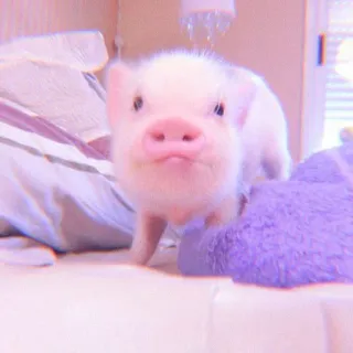 🐽 39b79138 lechón, mono, animal, mascota, pequeño, rosa whatsapp sticker