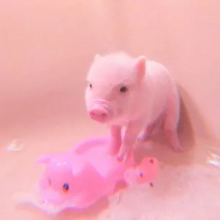 🐽 422d9ba5 lechón, cerdo, mono, animal, rosa whatsapp sticker