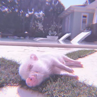 🐽 5ddc03de cerdo, animal, animal doméstico, mascota, verano, piscina whatsapp sticker