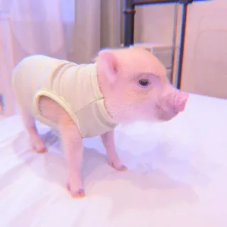 🐽 67077c03 cerdo, animal, lindo, rosa, mascota whatsapp sticker