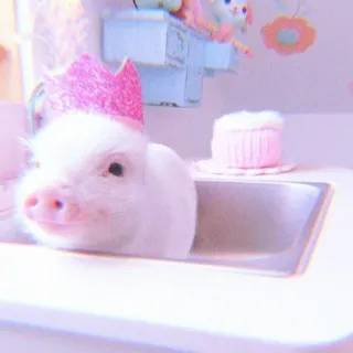 🐽 708d47d3 cerdo, lindo, rosa, corona, animal, fregadero whatsapp sticker