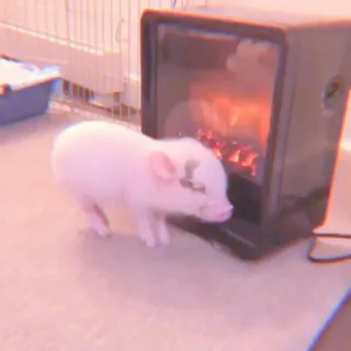 🐽 9443bcee cerdo, animal, lindo, interior, mascota whatsapp sticker