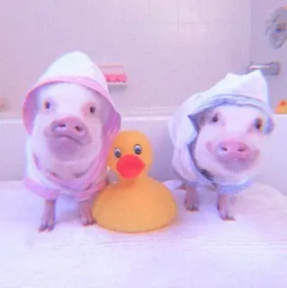 🐽 c8fdafd3 cerdos, baño, pato de goma, animales, lindo whatsapp sticker