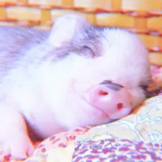🐽 c9f38771 cerdo, animal, lindo, durmiendo, mascota whatsapp sticker