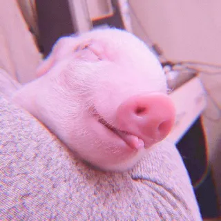 🐽 eedcf1dd cerdo, animal, rosa, durmiendo, lindo whatsapp sticker