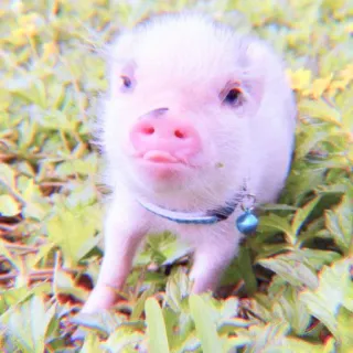 🐽 f2c443a2 cerdo, animal, lindo, mascota, rosa, mini cerdo whatsapp sticker