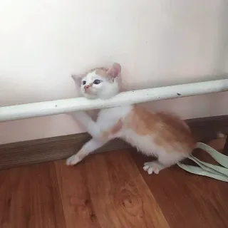 ☠️ 087cf2f6 고양이, 새끼 고양이, 웃긴, 동물, 귀여운, 애완 동물, 장난기 많은, 개구쟁이 telegram sticker