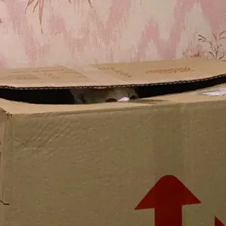 👀 0f3fae12 고양이, 상자, 웃긴, 동물, 애완동물, 숨다 telegram sticker