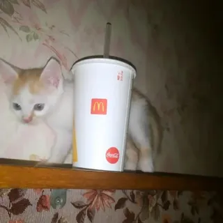 🥤 2564e31f 고양이, 새끼 고양이, 맥도날드, 코카콜라, 음료, 애완 동물, 동물 telegram sticker
