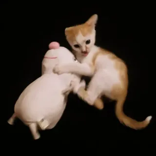 😈 3e516f3b 고양이, 새끼 고양이, 봉제인형, 놀이, 귀여운, 동물 telegram sticker