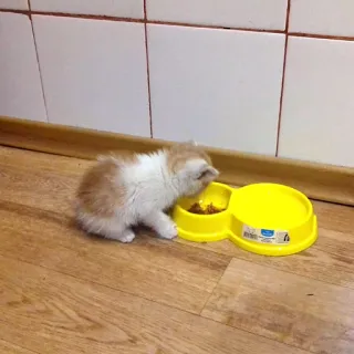 🍗 404672df 새끼 고양이, 고양이, 애완 동물, 동물, 먹기, 음식, 귀여운, 반려동물 telegram sticker