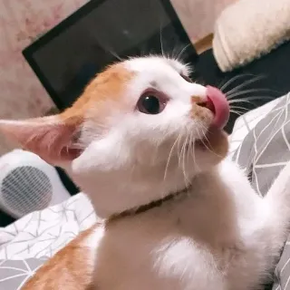 😛 478952ff 고양이, 핥기, 애완동물, 동물, 귀여운 telegram sticker
