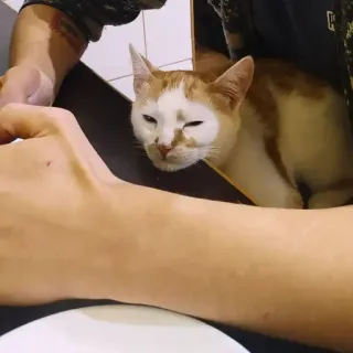 😴 5c1f472f 고양이, 동물, 애완동물, 가축, 고양이과, 주황색 telegram sticker