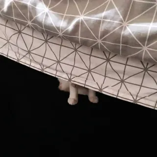 🦵 7b9ec605 고양이, 숨기, 침대 밑, 발, 동물 telegram sticker