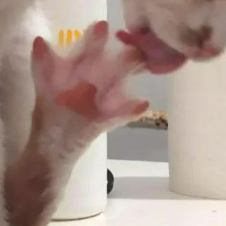 😛 a667ee48 햄스터, 동물, 발, 설치류 telegram sticker