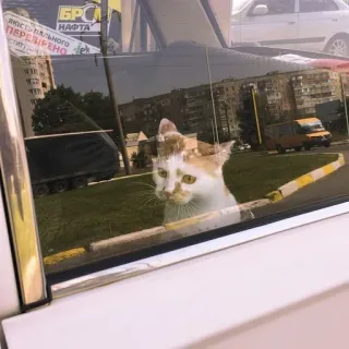 🚗 c1ae3a10 고양이, 창문, 반사, 차, 동물, 애완 동물, 반려동물 telegram sticker