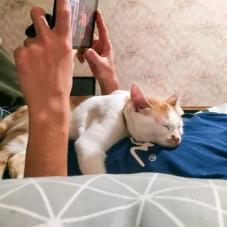 😴 cef859e2 고양이, 애완 동물, 자는, 가축, 포유류, 고양이과, 실내 telegram sticker