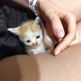 👽 d9fc1ddb 새끼 고양이, 고양이, 동물, 애완 동물, 귀여운, 작은, 아기 telegram sticker