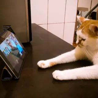 🇺🇦 eb49b701 고양이, 태블릿, 기술, 반려동물, 동물, 집고양이, 고등어, 귀여운, 보는 telegram sticker