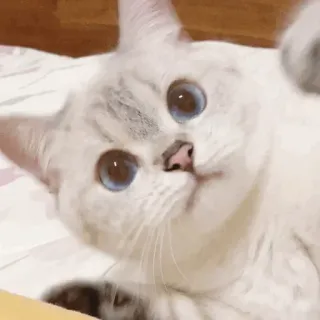 🥪 0f190f2f gatto, animale, animale domestico, carino, occhi blu, gatto bianco, animale domestico whatsapp sticker