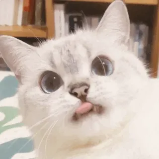 🥪 2dad302c gatto, animale domestico, animale, gattino, carino, divertente, lingua, adorabile whatsapp sticker