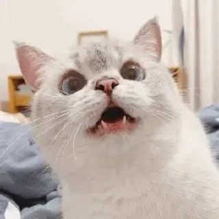 🥪 32ef76f2 gatto, animale, divertente, meme, sorpreso, carino, animale domestico whatsapp sticker