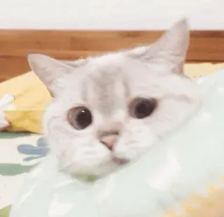 🥪 baee5415 gatto, animale domestico, animale, carino, gattino, animale domestico, felino whatsapp sticker