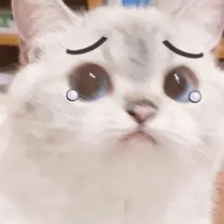 🥪 fa46ef2d gatto, triste, piangendo, carino, animale, meme whatsapp sticker