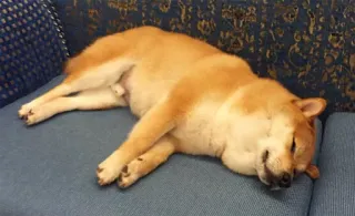 😴 144d0609 pies, shiba inu, śpiący, kanapa, zwierzę domowe, zwierzę telegram sticker