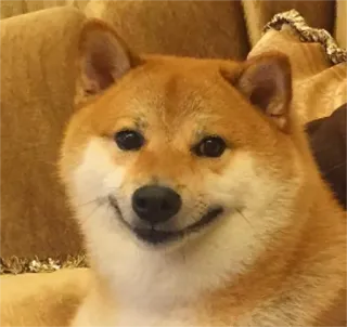 🙃 1863cd09 pies, shiba inu, zwierzę domowe, zwierzę, uśmiechnięty pies, słodki telegram sticker