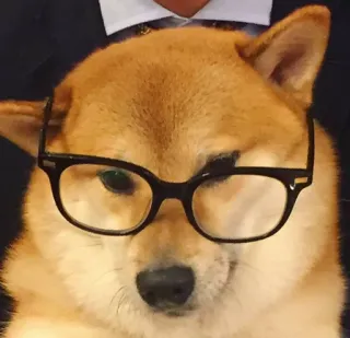 😎 377de3d4 doge, pies, shiba inu, mem, okulary, biznes telegram sticker