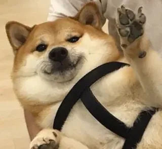 👋 3d13cd3f pies, shiba inu, zwierzę domowe, zwierzę, słodki, doge telegram sticker