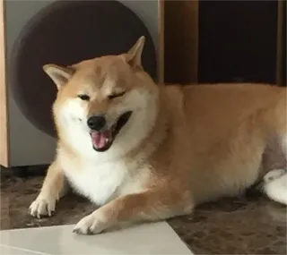 😫 3efc0848 pies, shiba inu, zwierzę, zwierzak, uśmiechnięty, szczęśliwy, słodki telegram sticker