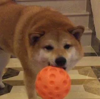 🔴 41e053f8 pies, zwierzę, zwierzak, Shiba Inu, piłka, pomarańczowy telegram sticker